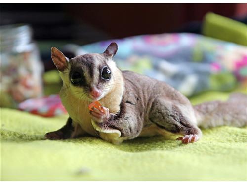 Show full view: Exotic Nutrition Critter Selects Small Pet Fruit & Nut Mix, 3.52-oz bag slide 7 of 7