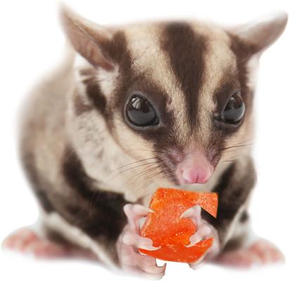 Show full view: Exotic Nutrition Critter Selects Tropical Trio Small Animal Treats, 4.5-oz bag slide 6 of 9