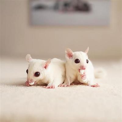 Show full view: Exotic Nutrition Critter Selects Yogu Drops Small Animal Treats, 5.5-oz bag slide 6 of 7