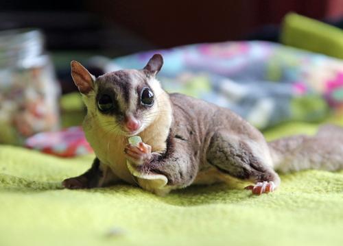 Show full view: Exotic Nutrition Critter Selects Yogu Drops with Blueberries Small Animal Treats, 4.25-oz bag slide 5 of 7