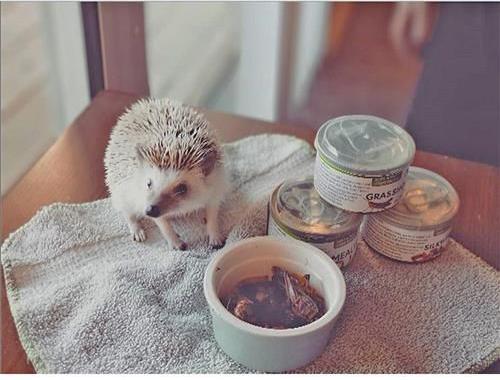 Show full view: Exotic Nutrition De-Shelled Snails Canned Hedgehog Treats, 1.2-oz can slide 5 of 5