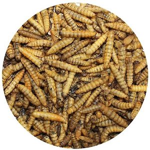 Exotic Nutrition Dried Black Soldier Fly Larvae Small Animal Treats, 1.5-oz bag