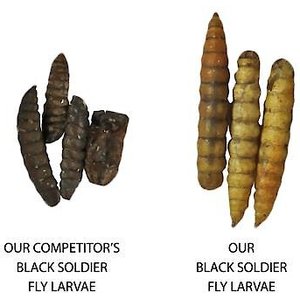 Exotic Nutrition Dried Black Soldier Fly Larvae Small Animal Treats, 1.5-oz bag