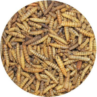 Show full view: Exotic Nutrition Dried Black Soldier Fly Larvae Small Animal Treats, 10-oz bag slide 3 of 5