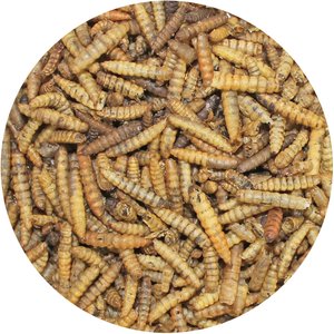 Exotic Nutrition Dried Black Soldier Fly Larvae Small Animal Treats, 5-lb bag