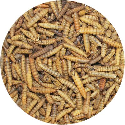 Show full view: Exotic Nutrition Dried Black Soldier Fly Larvae Small Animal Treats, 5-lb bag slide 2 of 4