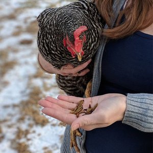 Exotic Nutrition Dried Black Soldier Fly Larvae Small Animal Treats, 5-lb bag