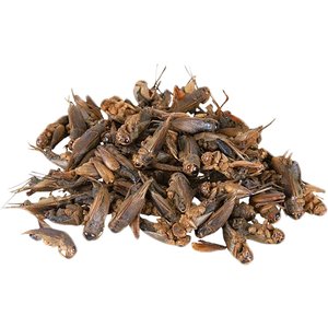 Exotic Nutrition Dried Crickets Small Animal Treats, 2.2-lb bag