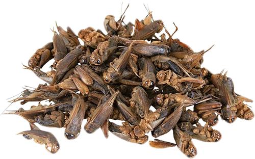Show full view: Exotic Nutrition Dried Crickets Small Animal Treats, 2.2-lb bag slide 2 of 5