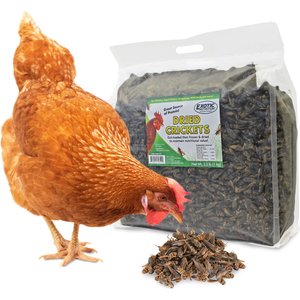 Exotic Nutrition Dried Crickets Small Animal Treats, 2.2-lb bag