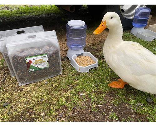 Show full view: Exotic Nutrition Dried Crickets Small Animal Treats, 2.2-lb bag slide 4 of 5