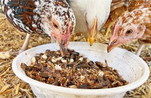 Show full view: Exotic Nutrition Dried Crickets Small Pet Treats, 8-oz bag slide 4 of 6