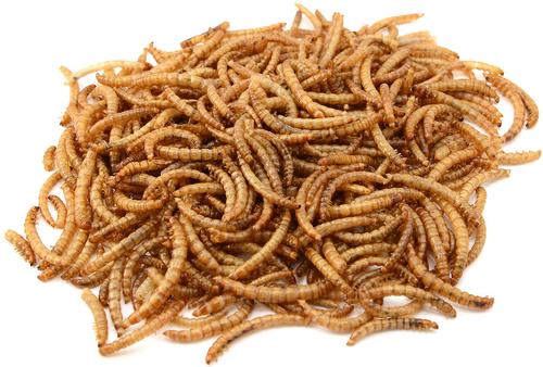 Show full view: Exotic Nutrition Dried Mealworms, 1-lb bag slide 3 of 6