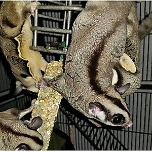 Exotic Nutrition Eucalyptus Sticks Sugar Glider Treats, 2 count