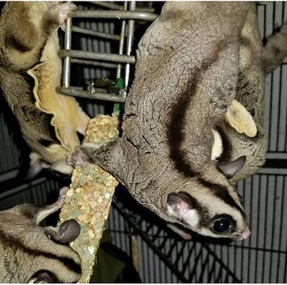 Show full view: Exotic Nutrition Eucalyptus Sticks Sugar Glider Treats, 2 count slide 3 of 5