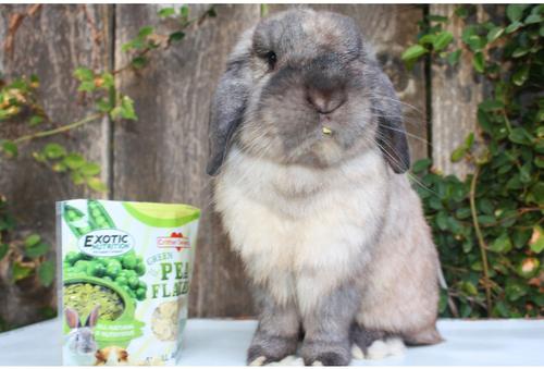 Show full view: Exotic Nutrition Green Pea Flakes Small Pet Treats, 1-lb slide 4 of 7