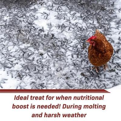 Show full view: Exotic Nutrition Grub-Worms Dried Black Soldier Fly Larvae Bird food, 5-lb bag slide 6 of 9