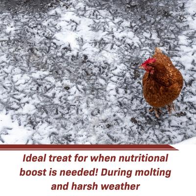 Show full view: Exotic Nutrition Grub-Worms Dried Black Soldier Fly Larvae Bird Food, 2.5-lb bag slide 8 of 9