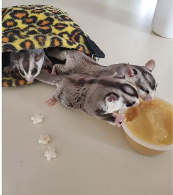 Show full view: Exotic Nutrition Hangouts Deluxe Nest Small Animal Pouch, Assorted Colors slide 3 of 4