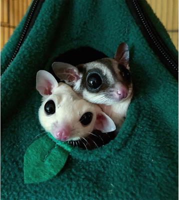 Show full view: Exotic Nutrition Hangouts Pyramid Nest Small Animal Pouch slide 4 of 6