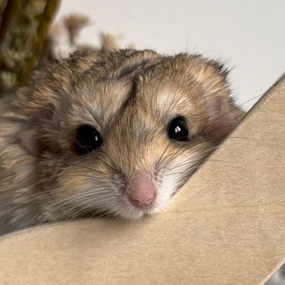 Show full view: Exotic Nutrition Hide-A-Way Climber Small Pet Toy slide 6 of 9