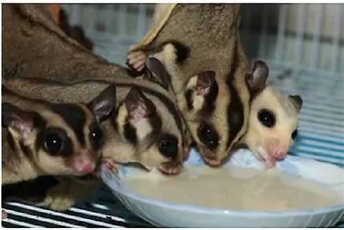 Show full view: Exotic Nutrition Instant-HPW Original Flavor Small Pet Food, 8-oz bag slide 6 of 8