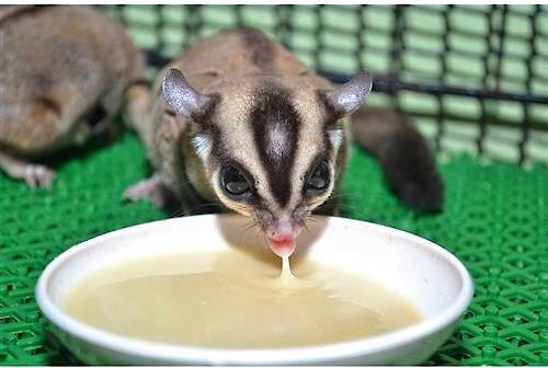 Show full view: Exotic Nutrition Instant-HPW Original Small Pet Food, 1-lb bag slide 7 of 8