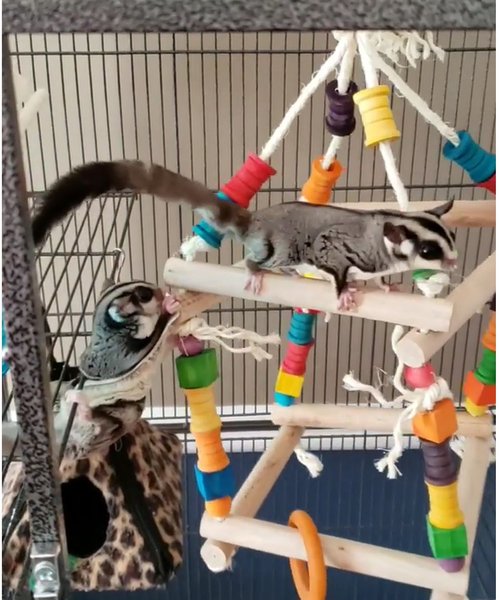 Exotic Nutrition Jungle Gym Sugar Glider & Mouse Toy