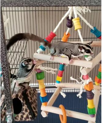 Show full view: Exotic Nutrition Jungle Gym Sugar Glider & Mouse Toy slide 4 of 4