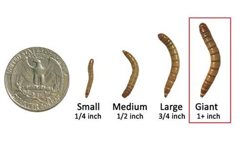 Show full view: Exotic Nutrition Live Mealworms Reptile Food, Giant, 1000 count slide 3 of 7