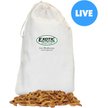 Show in main carousel: Exotic Nutrition Live Mealworms Reptile Food, Giant, 250 count slide 1 of 7