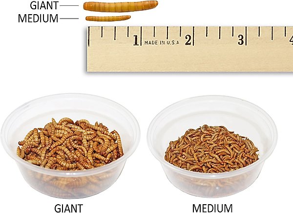 Show full view: Exotic Nutrition Live Mealworms Reptile Food, Giant, 250 count slide 3 of 7