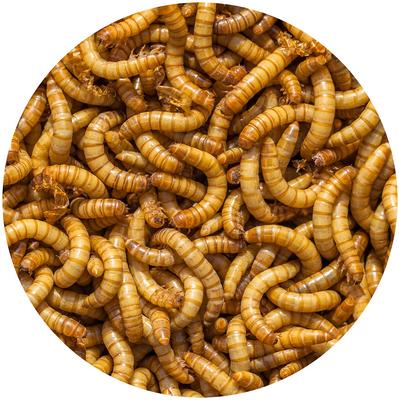 Show full view: Exotic Nutrition Live Mealworms Reptile Food, Giant, 250 count slide 5 of 7