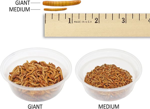 Show full view: Exotic Nutrition Live Mealworms Reptile Food, Medium, 250 count slide 3 of 7