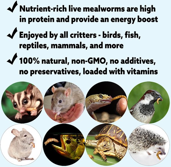 Show full view: Exotic Nutrition Live Mealworms Reptile Food, Medium, 250 count slide 5 of 7