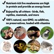 Show in main carousel: Exotic Nutrition Live Mealworms Reptile Food, Medium, 250 count slide 5 of 7