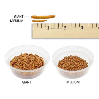 Show full view: Exotic Nutrition Live Mealworms Reptile Food, Medium, 500 count slide 3 of 7
