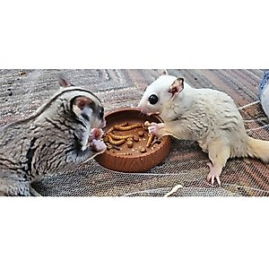 Exotic Nutrition Mealworm Munchies Hedgehog & Sugar Glider Treats, 1.96-oz jar