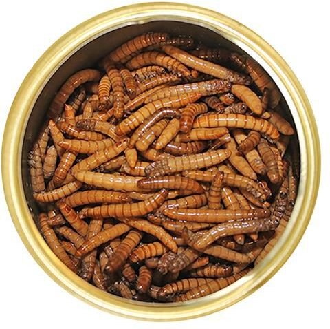 Exotic Nutrition Mealworms Hedgehog Treats, 1.2-oz can