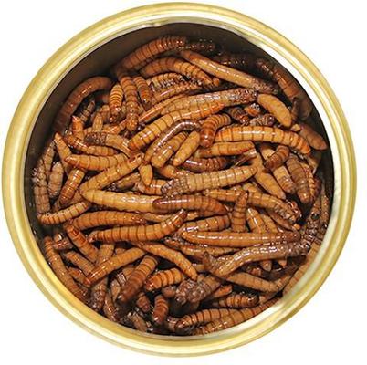 Show full view: Exotic Nutrition Mealworms Hedgehog Treats, 1.2-oz can slide 2 of 5