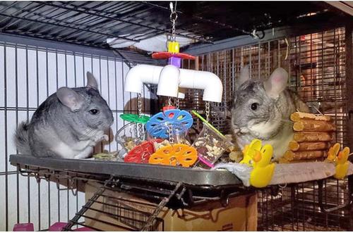 Show full view: Exotic Nutrition Mobile Forager Sugar Glider & Mouse Treat Dispenser slide 4 of 8