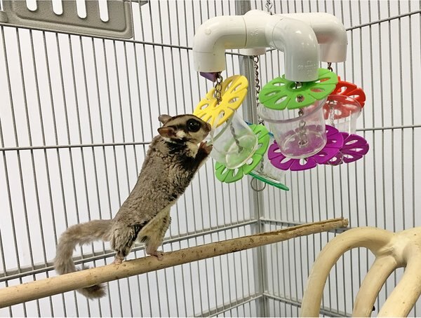 Exotic Nutrition Mobile Forager Sugar Glider & Mouse Treat Dispenser
