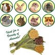 Show in main carousel: Exotic Nutrition Natural Carrot Lollypop Small Pet Chew Toy slide 4 of 5