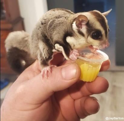 Show full view: Exotic Nutrition Nectar Pods Honey Small Pet Treats, 16-gm, 8-pack slide 8 of 9