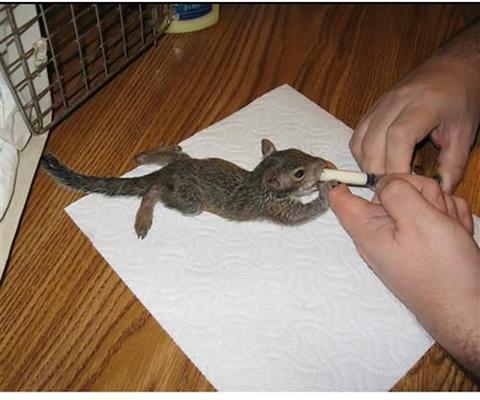 Show full view: Exotic Nutrition Syringes, 3-ml Luer Tip, 24-pack slide 6 of 9