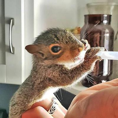 Show full view: Exotic Nutrition Syringes, 3-ml Luer Tip, 24-pack slide 7 of 9