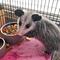 Show in main carousel: Exotic Nutrition Opossum Complete small-Pet Food, 4-lb bag slide 4 of 7