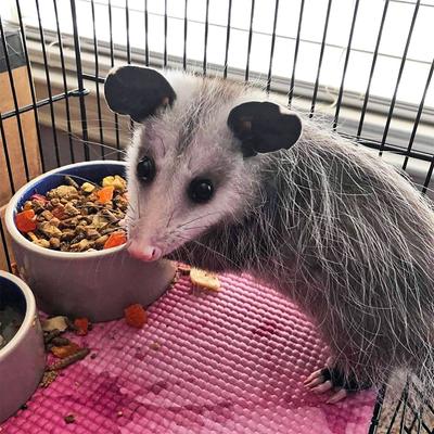 Show full view: Exotic Nutrition Opossum Complete small-Pet Food, 4-lb bag slide 4 of 7
