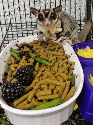 Show full view: Exotic Nutrition Premium Insectivore Diet Small-Pet Food, 8-lb bag slide 5 of 5