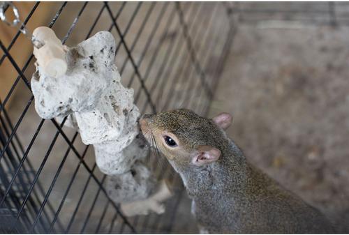 Show full view: Exotic Nutrition Pumice Hanging Sugar Glider & Mouse Chew Toy slide 5 of 6